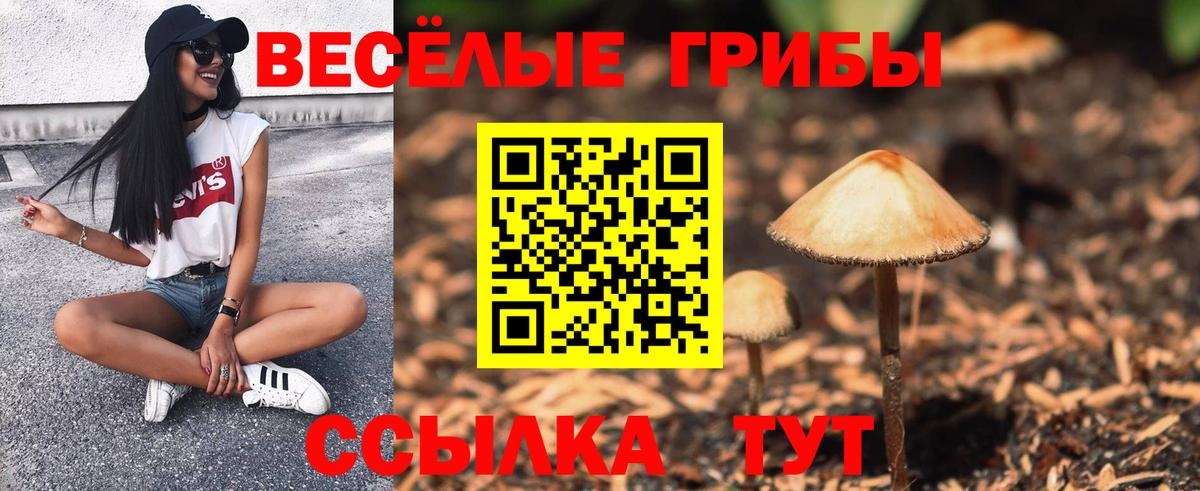 где купить наркоту  Галлюциногенные грибы Psilocybine cubensis  Вход с VPN  Ставрополь 
