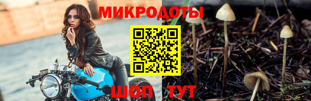 Галлюциногенные грибы прущие грибы Ставрополь